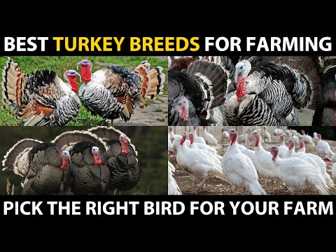 BEST TURKEY BIRD BREEDS - Heritage, White Holland, Royal Plam, Standard Bronze, Blue Slate Turkey