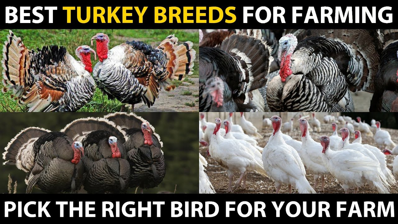 Well turkey. White Holland Turkeys. Good breeding.