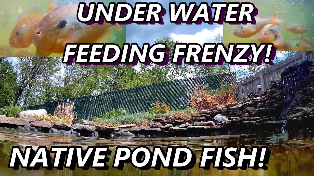 Pond red breasted sunfish feeding frenzy 4K! YouTube