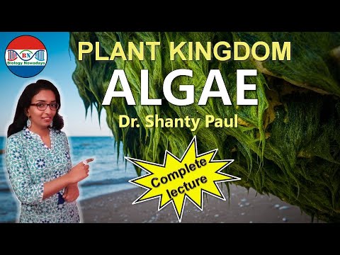 Algae- Plant kingdom