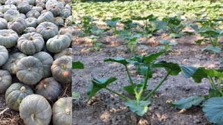 Oshqovoq ekish sirlari/Seqrets of planting pumkins
