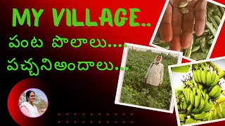 My Village Vlog - Agricultural Lands. పంట పొలాలు, పచ్చని అందాలు