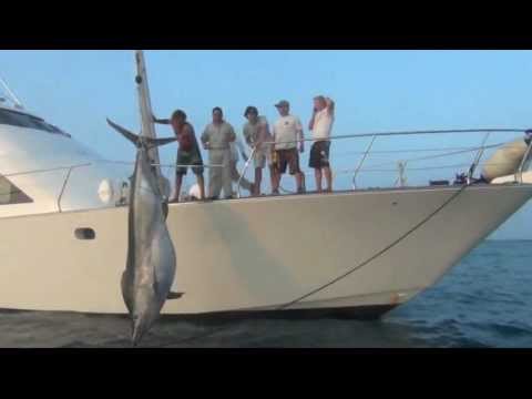 1038lb Black Marlin Caught, Nov 23 2011 - Little Audrey Game Fishing Charters