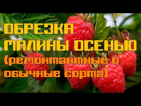 Обрезка малины осенью (ремонтантные и обычные сорта)