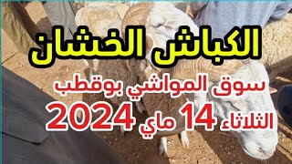 أسعار الكباش الخشان من سوق بوقطب الثلاثاء 14 ماي 2024