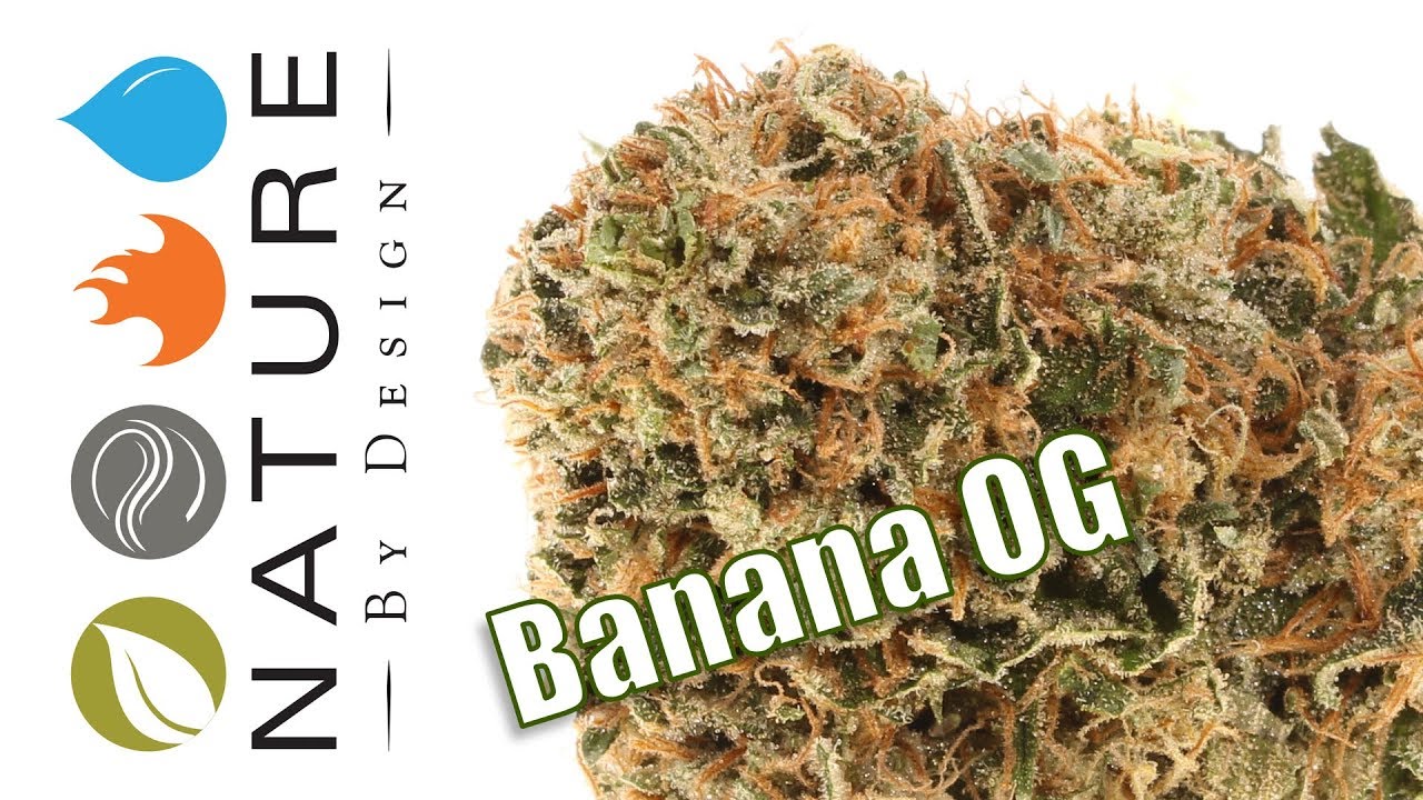 Banana OG Strain of the Day YouTube