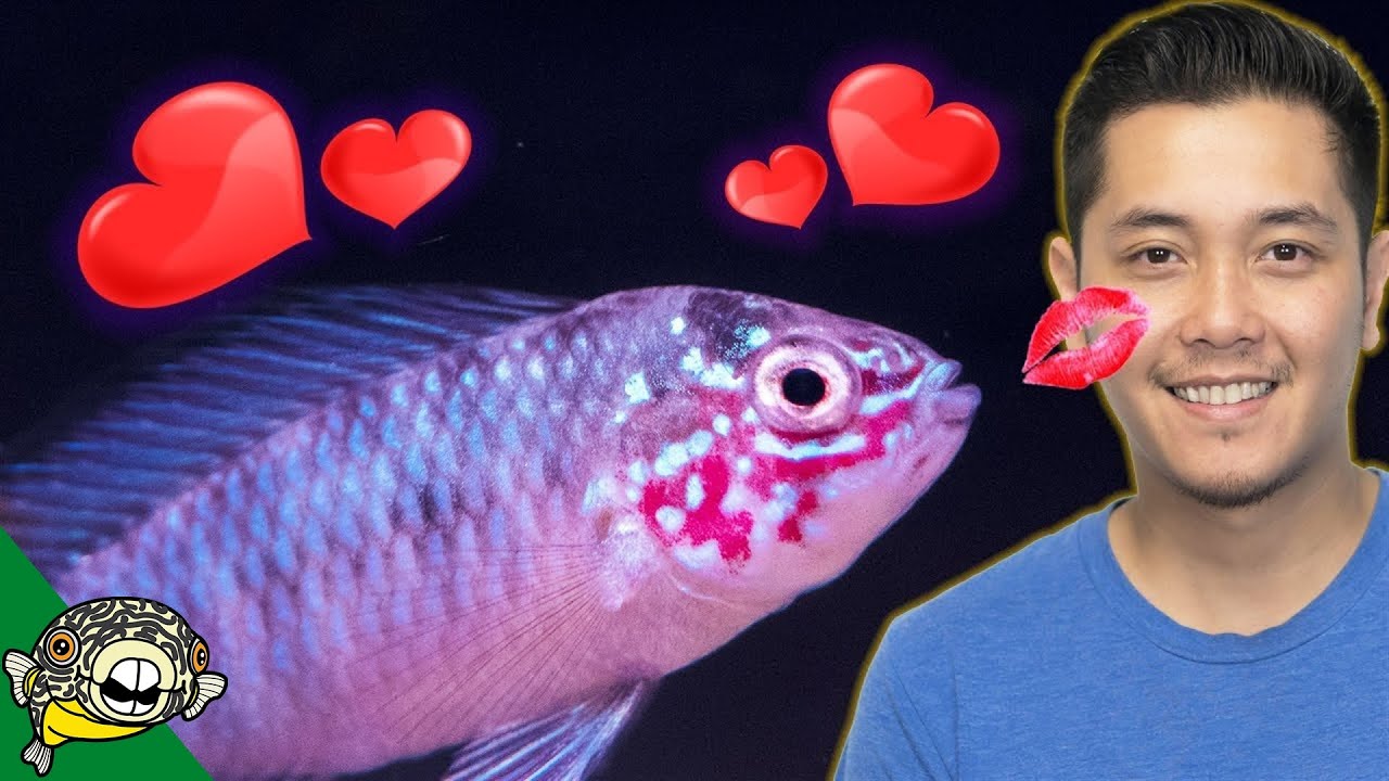 tropical fish minecraft use Rare Fish Unboxing