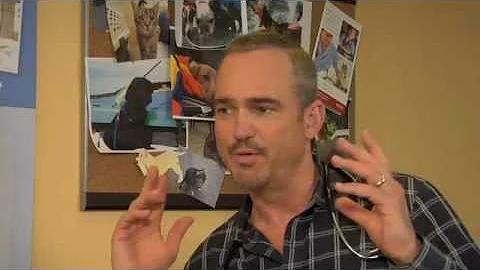 Heart Disease in Cats