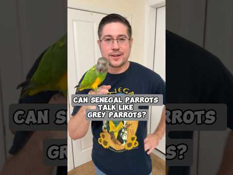 Can Senegal Parrots Talk Like African Grey Parrots