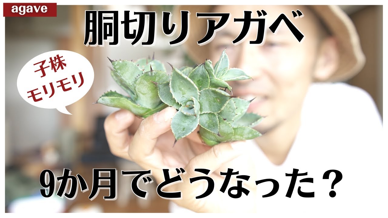Agave Beheading] Did Pups Grow After 9 Months? [Dragon Toes] - YouTube