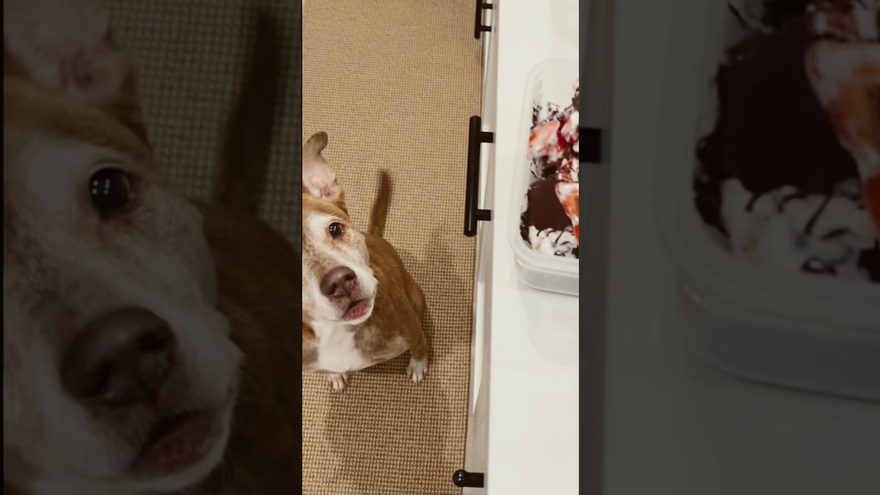 Easy Strawberry Chocolate Greek Yogurt Bark