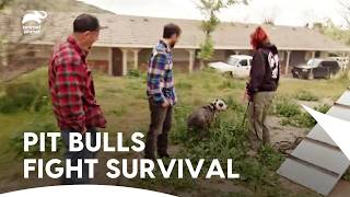 Potential Dog Adopter Has Created Dream Land For His Dog Pit Bulls & Parolees S3 E4 Animal Planet