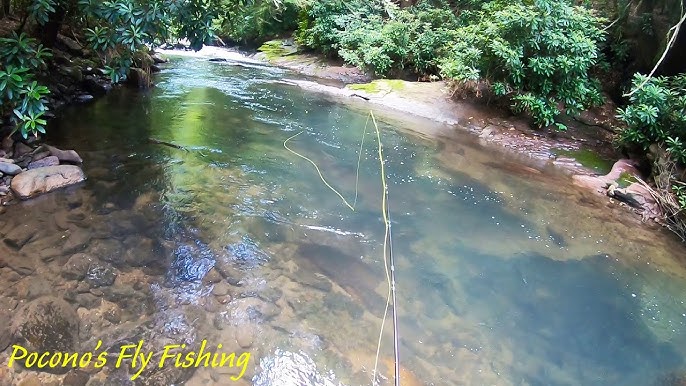 Wild Trout OASIS Surrounded by Miles and Miles of Farmland 