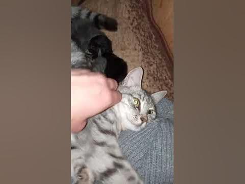 дворовая кошка спасла котятам жизнь, они были обречены - YouTube