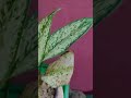 Indoor plants 🌲#trendingshorts #plants #indoorplants #viral