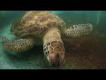 The Last Straw on the Great Barrier Reef Campaign video