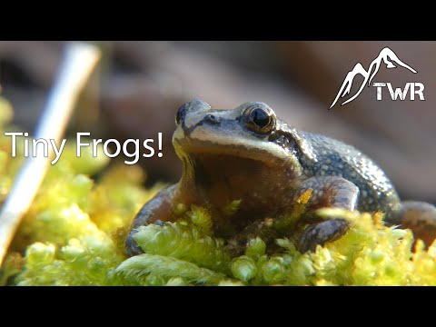 Behold: 4 New Species Of Tiny Frogs Smaller Than A Fingernail