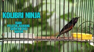 Download Lagu MASTERAN KONIN BAHAN || TEMBAKAN DAN PANGGILAN UNTUK KONIN  BAHAN ASLI JITU MP3