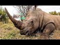 How Does Kevin Richardson Help Protect WHITE RHINOS? | The Lion Whisperer