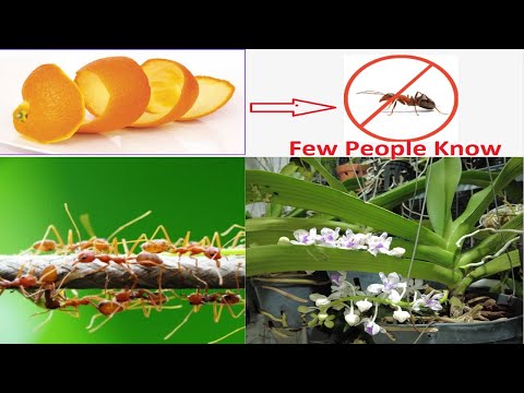 Видео: Проблеми с нефритените растения - Защо моят нефрит е накуцвал?