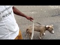 Majors Academy Dog Training | Puppy tip: Conversational leash work. Majors Academy Dog Training | Puppy tip: Conversational leash work.
