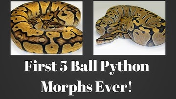 First 5 Ball Python Morphs To Ever Be Produced! - Benjamin