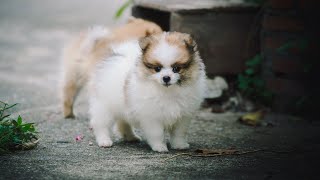 Pomeranian and the Bubbles Chasing Bubbly Dreams by Pomeranian USA 104 views 2 weeks ago 4 minutes, 17 seconds