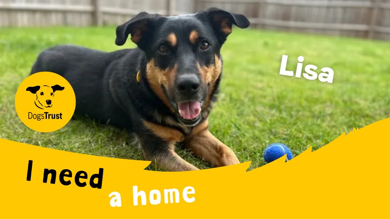 Lisa the lovely rottweiler cross dogs trust evesham youtube