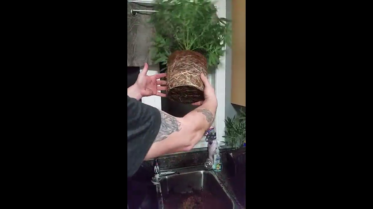 Episode 8 Transplanting For 1 Gallon   Veg To  3 Gallon Flower Pot No Wilt