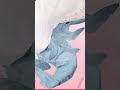 I can't handle the BLÅHAJ | #Vtuber #envtuber #vtuberclip #vtuberfunny