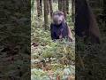 small to giant animal transformation #shorts @PetsandAnimals-r5t