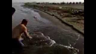 Pusit pusit sa tabing dagat..