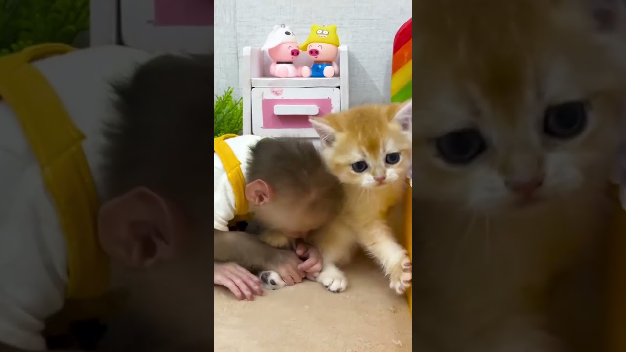 Baby monkey playing with kitten  