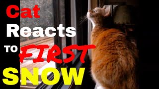 Kitten Discovering Snow For The First Time And Chatters! | Kitten Reacting to First Snow by The Cat Who Knows Words 82 views 3 years ago 1 minute, 22 seconds