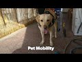 PMD 1-2 Silver Fix Edition by Pet Mobility