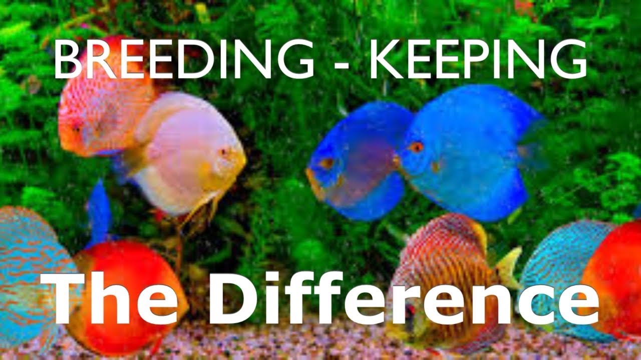 Keeping and Breeding Discus Fish , What is the Difference?
