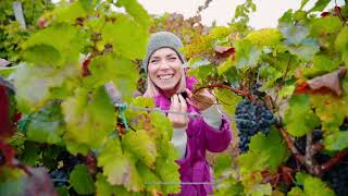 The journey of wine from the vineyard to your table with Raben Logistics and Matyšák Winery 🚛 by Raben Group 95,591 views 2 months ago 2 minutes, 59 seconds
