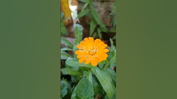 سورة آل عمران| قل اللهم مالك الملك #القرآن_الكريم #اكسبلور #لايك #راحة_نفسية