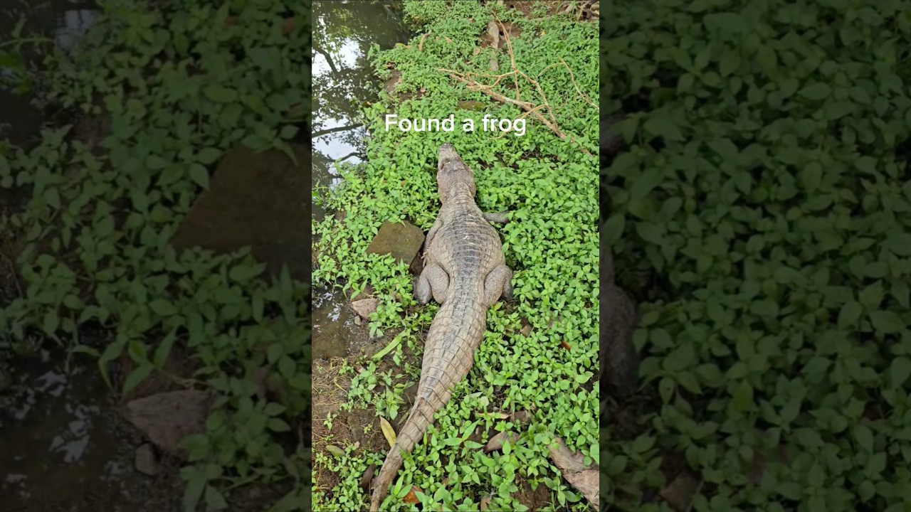Petting every wild animal in Costa Rica. 