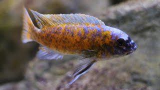 Labeotropheus Fuelleborni Katale Spawning