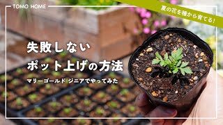 Will plants die after being repotted? A simple and foolproof