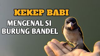 Mengenal Lebih Dekat Burung Kekep Babi | Si Burung Bandel