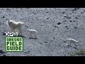 Mountain Goats Return To Mount St. Helens