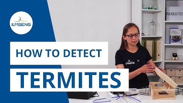 How to detect Termites using Ilmsens