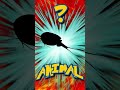 Who&#39;s That ANIMAL?! (ep. 57) #shorts #animals #quiz | Animal Fact Files