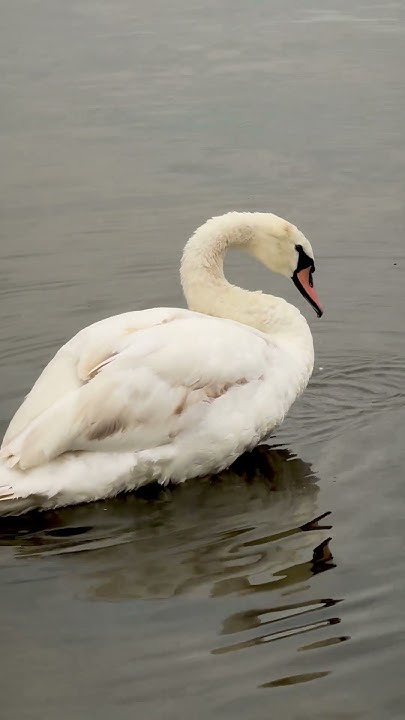 молодой лебедь. #birds #nature #carp #lake #wildlife #goose - YouTube