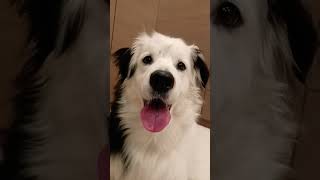 Download Lagu Hi I am Theo ❤ #puppy #dog #pets #cute #theo #pug #superdog #funny MP3