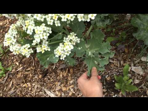 Video: Cordifolia Sea Kale Plants: información sobre el cultivo de Greater Sea Kale