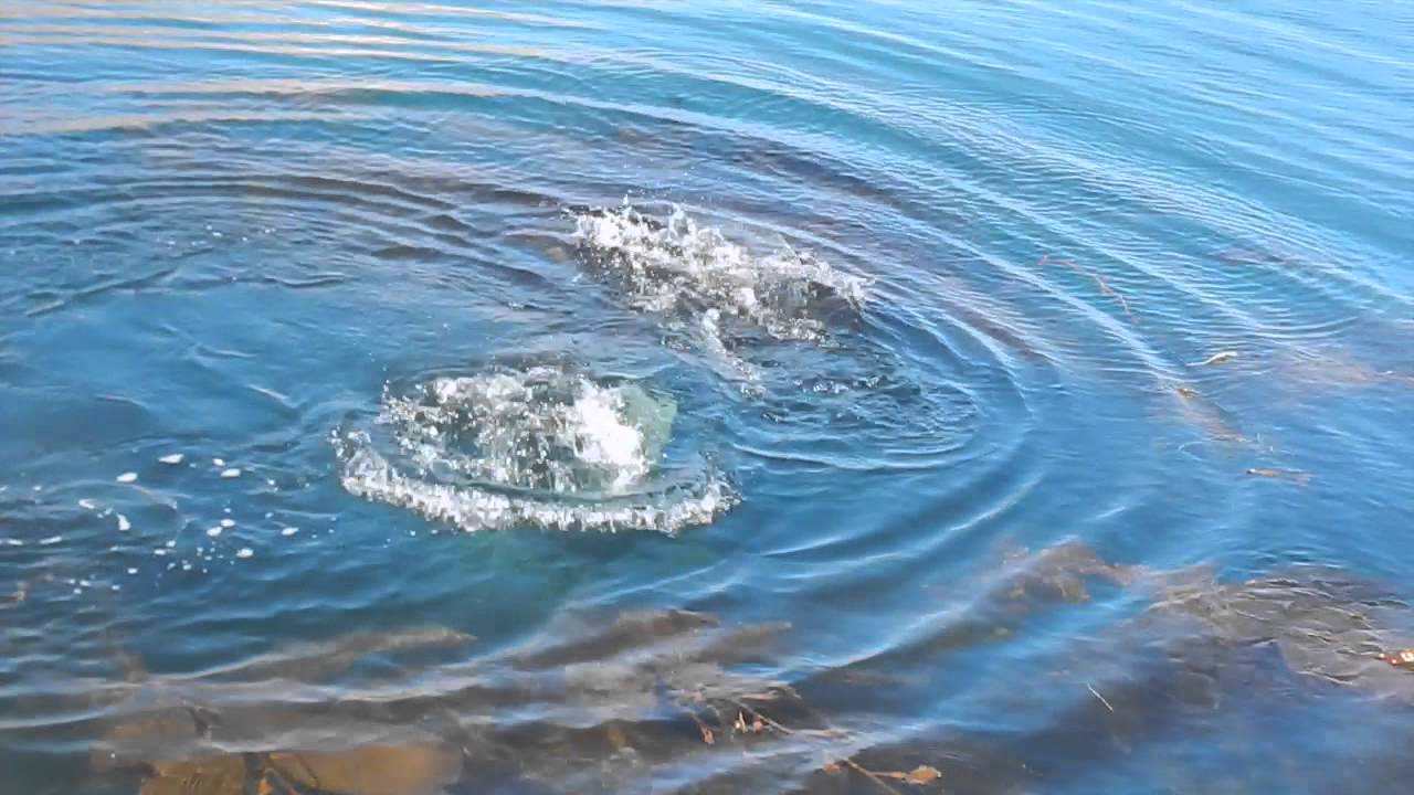 Wade In The Water Youtube