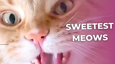 Watch the video about Maine Coon Cat Meows | CUTEST MEOWS Compilation!
